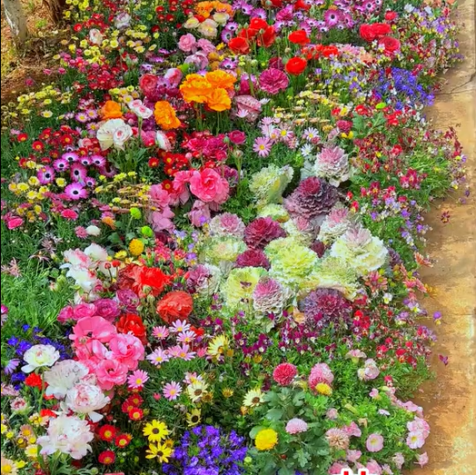 🔥Last day💝Mixed Perennial Flowers Seeds-Over 60 kinds mixed